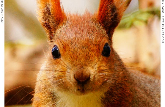 The Cheshire Cat goes nuts with the squirrels of Berlin at My Favourite Planet Blogs The Cheshire Cat goes nuts with the squirrels of Berlin at My Favourite Planet Blogs