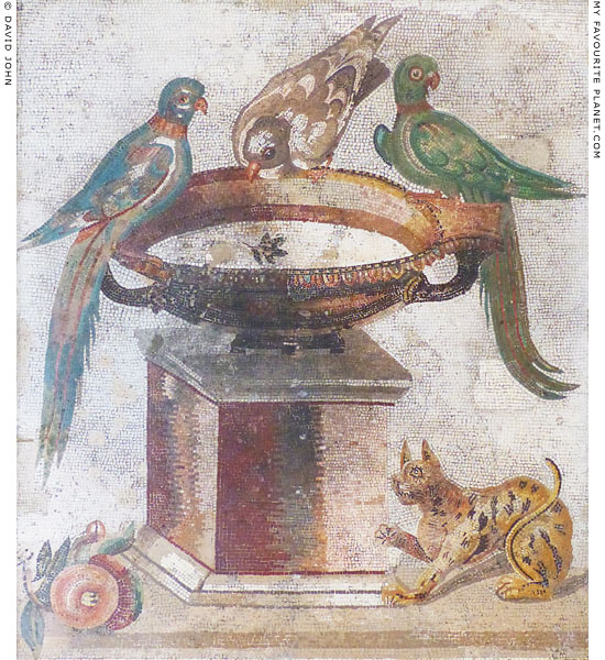 A mosaic of three birds in Naples at My Favourite Planet A mosaic of three birds in Naples at My Favourite Planet