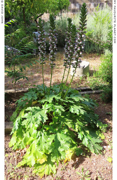 A flowering acanthus plant in the garden of the Rhodes Archaeological Museum at My Favourite Planet