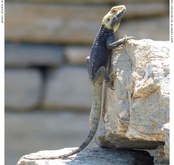 A starred agama lizard (Laudakia stellio) in Delos, Greece at My Favourite Planet