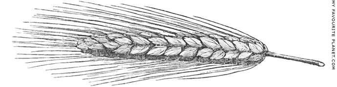 A drawing of an ear of bearded wheat by Charles Fellows at My Favourite Planet