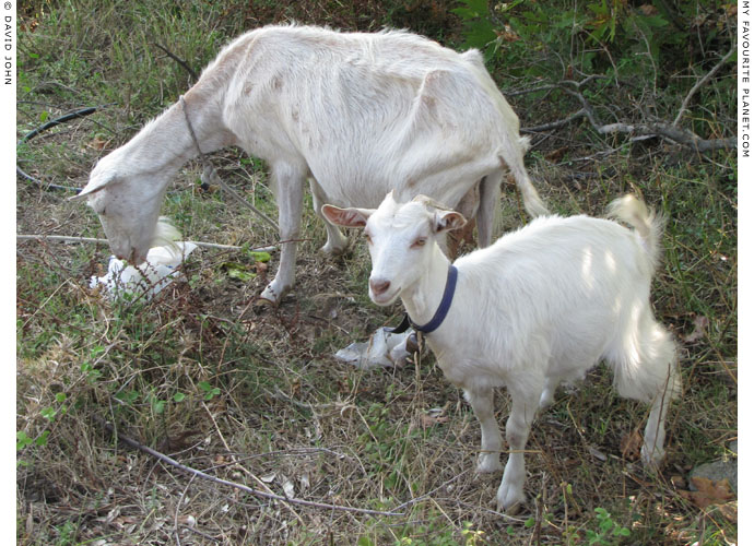 Goats in Thasos at My Favourite Planet